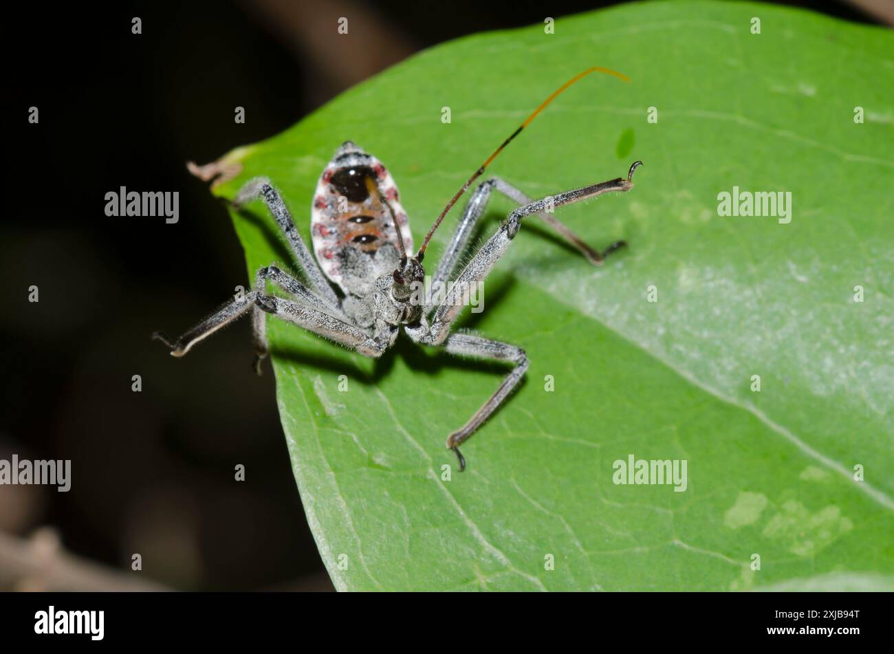 Rad Bug, Arilus cristatus, Nymphe Stockfoto