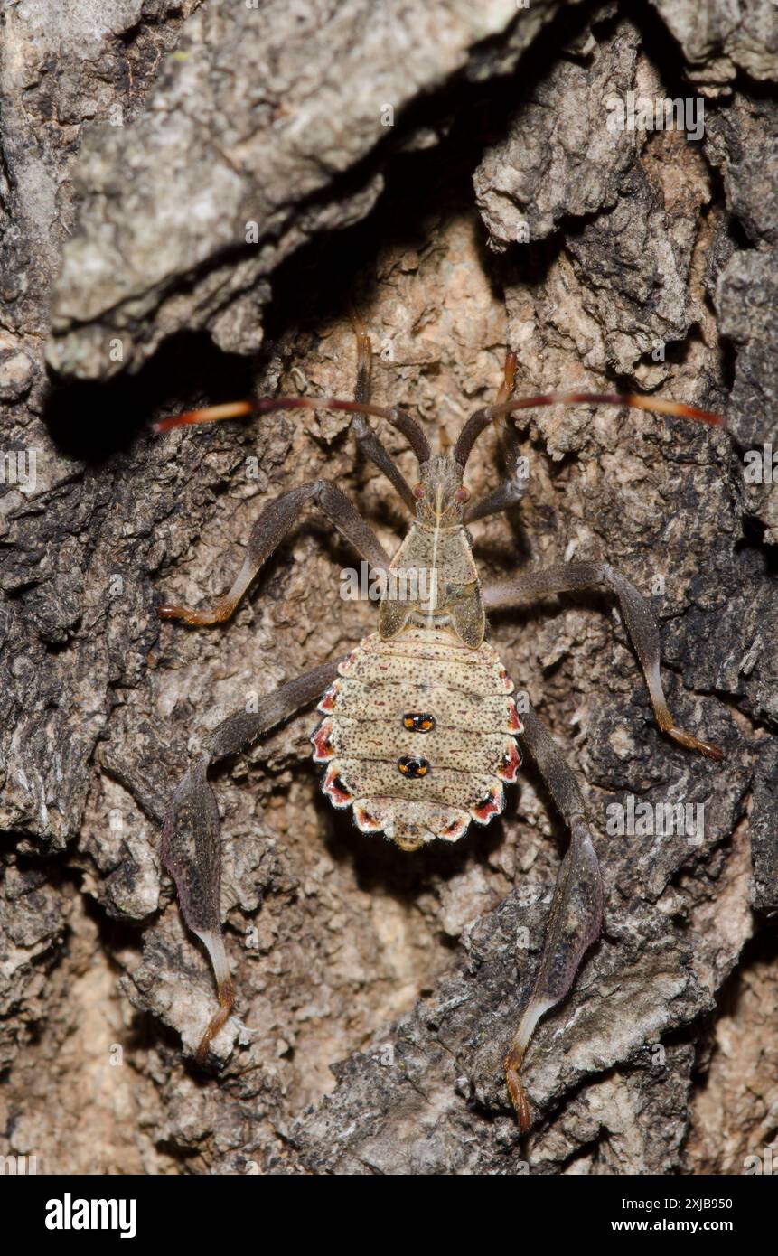 Leaf-footed Bug (?), Terminalis, Nymphe Stockfoto
