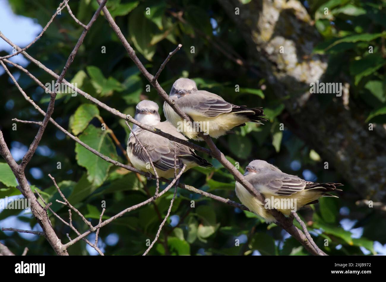 Westlicher Königskönig, Tyrannus verticalis, Jungvögel Stockfoto