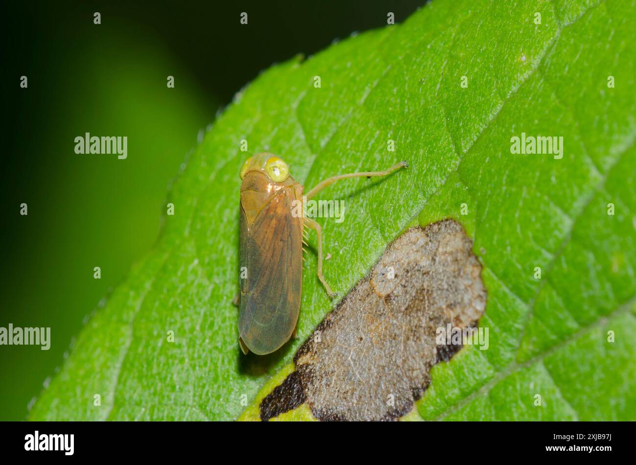 Leafhopper, Jikradia olitoria Stockfoto