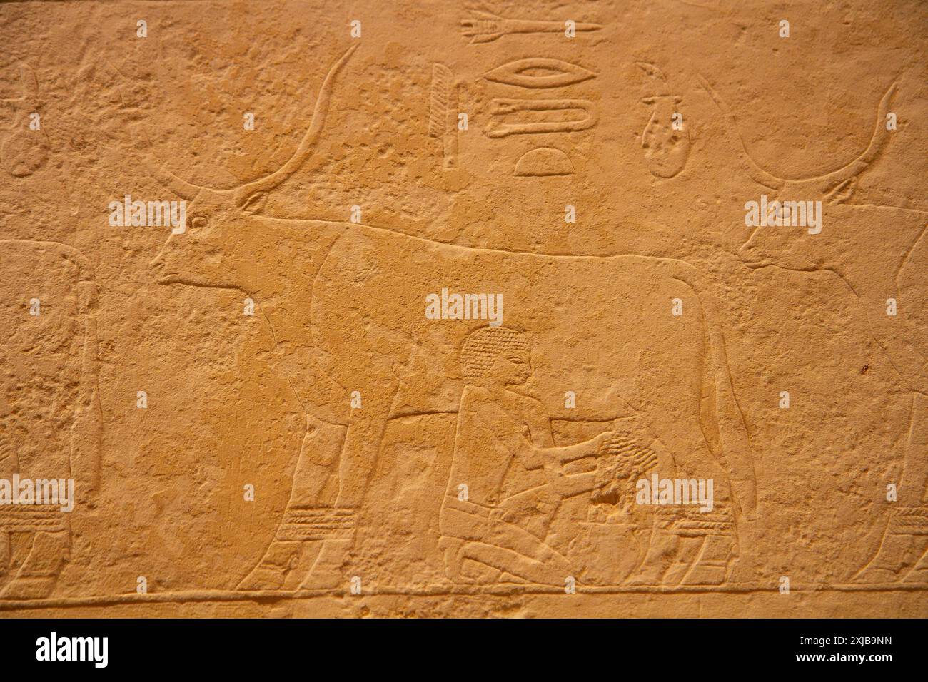 Ägyptische Reliefskulptur, die eine Person zeigt, die eine Kuh melkt. Grab von Metjen. Altes Königreich. 3.-4. Dynastie. Ägyptisches Museum. Berlin, Deutschland. Stockfoto