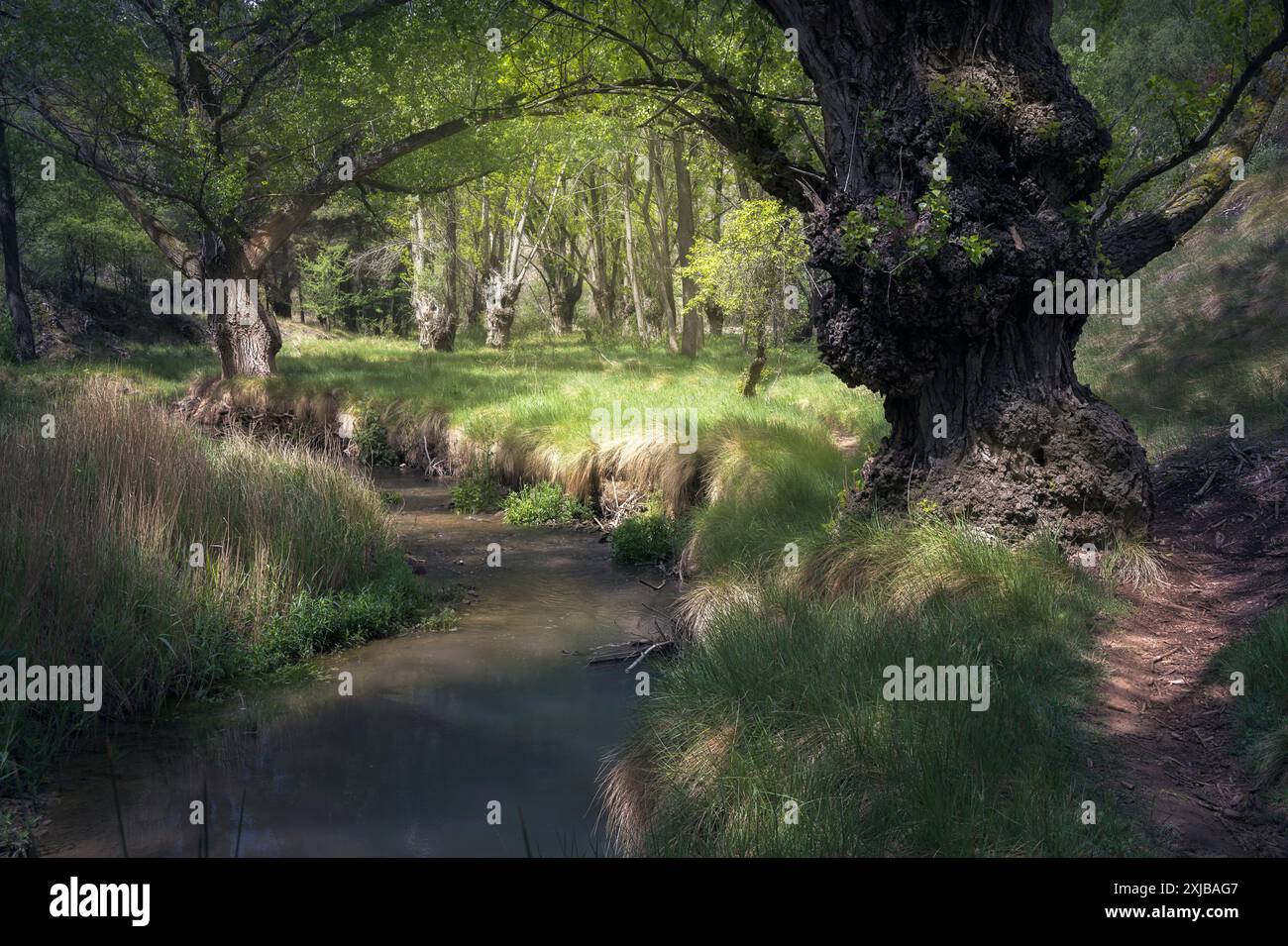 Ruhiger Blick auf den Aliaga-Flussweg in Teruel, Spanien, umgeben von üppigem Grün und ruhiger Natur. Ideal für Natur- und Reisekonzepte. Stockfoto
