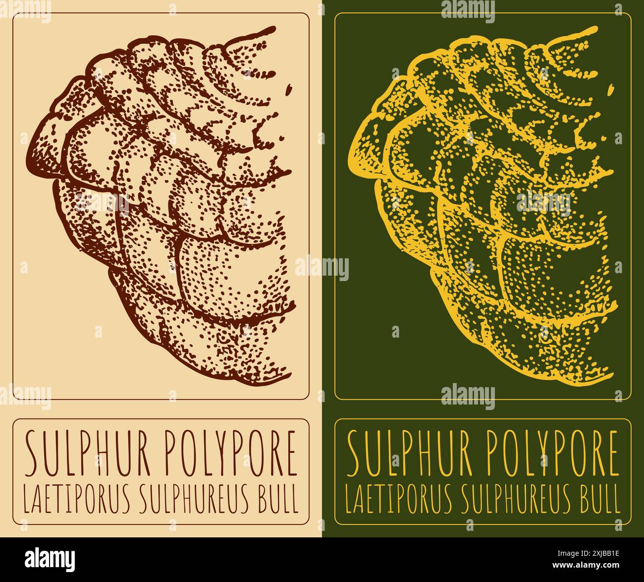Vektorzeichnung SCHWEFELPOLYPORE. Handgezeichnete Abbildung. Der lateinische Name ist LAETIPORUS SULPHUREUS BULL. Stock Vektor