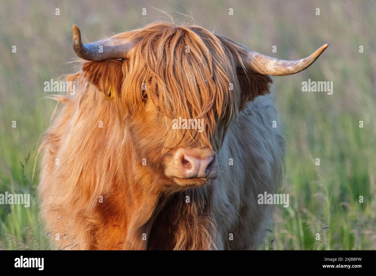 Hochlandrinder in Finnland Stockfoto