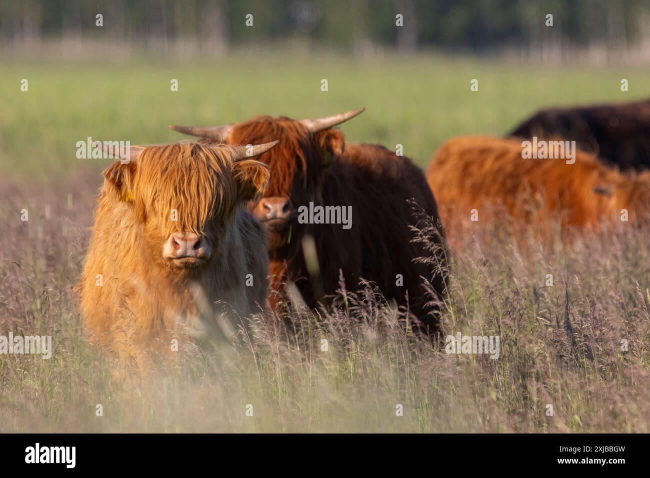 Hochlandrinder in Finnland Stockfoto