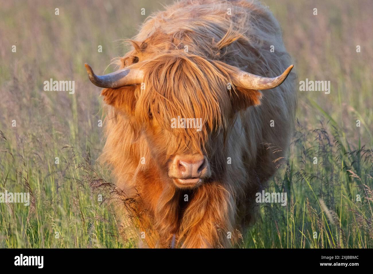 Hochlandrinder in Finnland Stockfoto