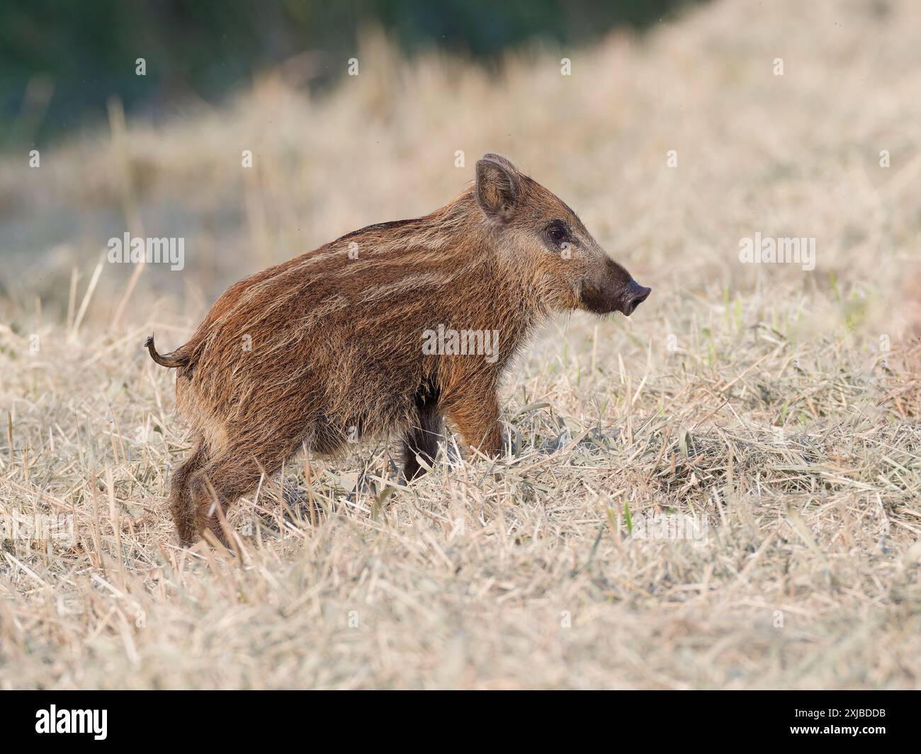 Wildschwein (Sus scrofa), Ferkel, Seitenansicht Stockfoto