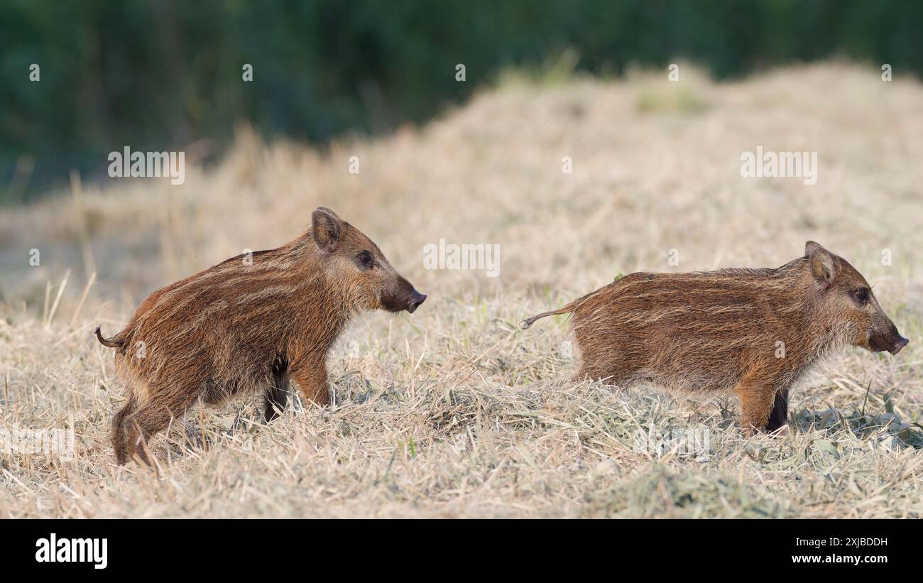 Wildschwein (Sus scrofa), Ferkel, Seitenansicht Stockfoto