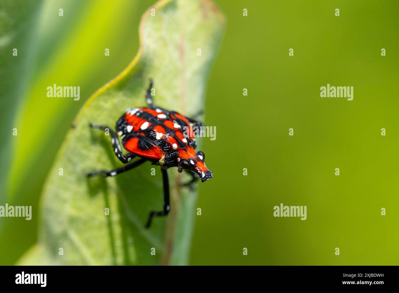 Die rote Nymphe der gefleckten Lanternfly (Lycorma delicatula) auf der Wiese im Berks County, Pennsylvania Stockfoto