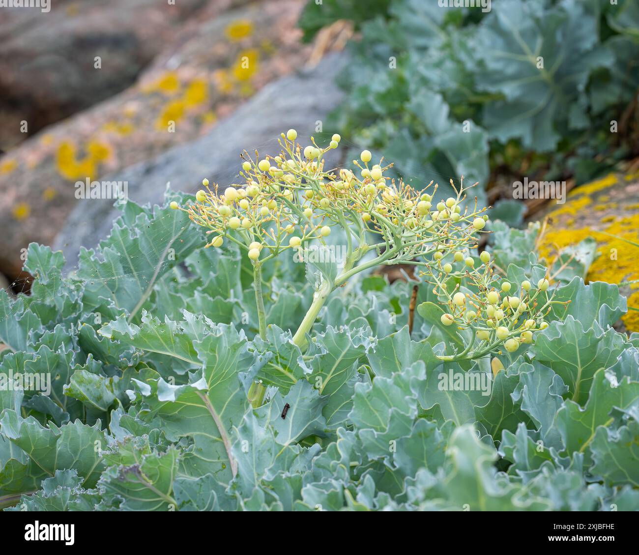 Meerkohl (Crambe maritima) Pflanzen, die an steinigen Küsten wachsen. Meerkohl Nahaufnahme von Samenkapseln, Obst am Strand - natürliche Wellness. Stockfoto
