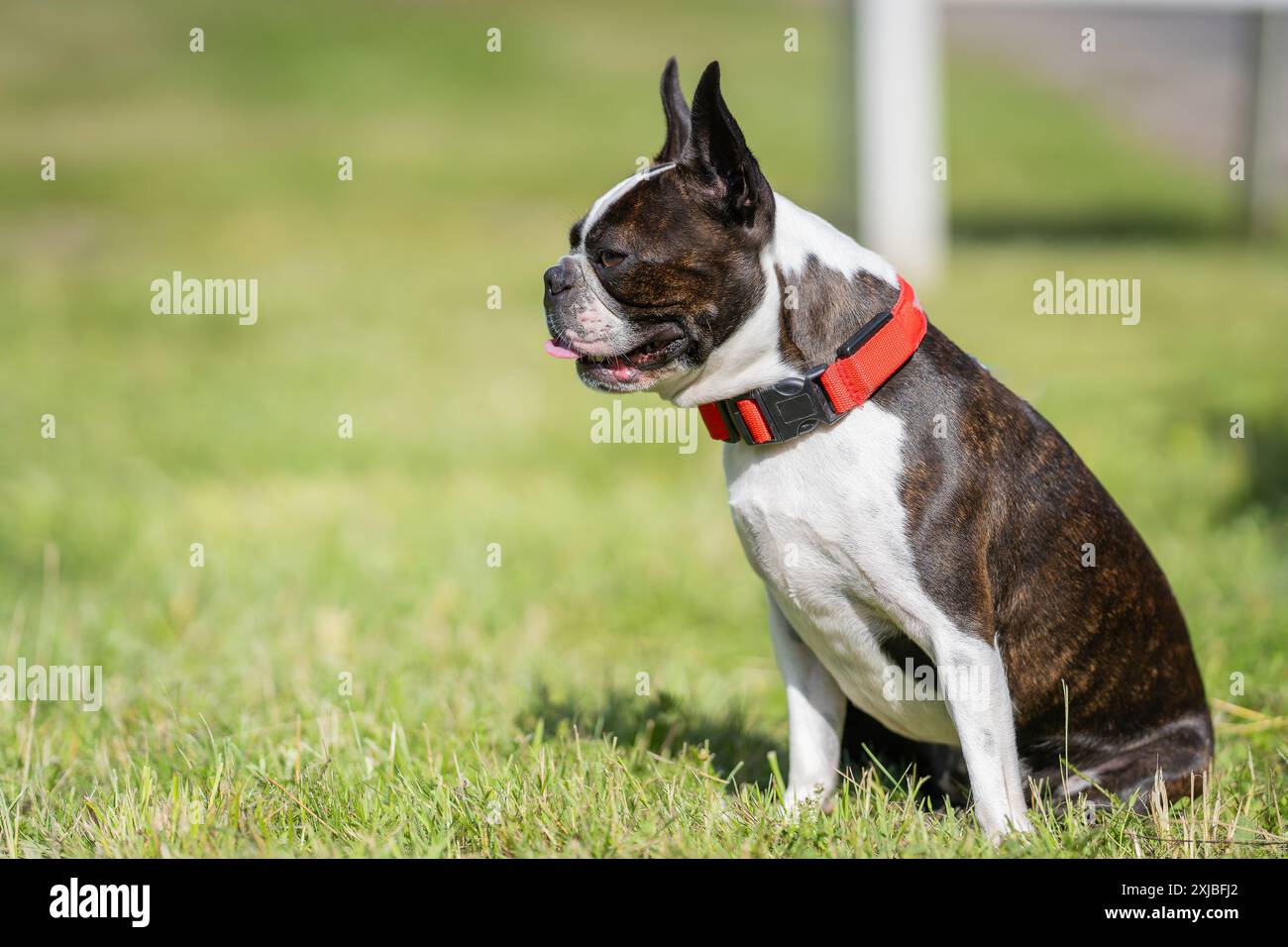 Ein weißer, erwachsener Boston Terrier, der auf einem Rasen sitzt. Porträt eines Boston Terrier, der auf dem Gras sitzt. Stockfoto