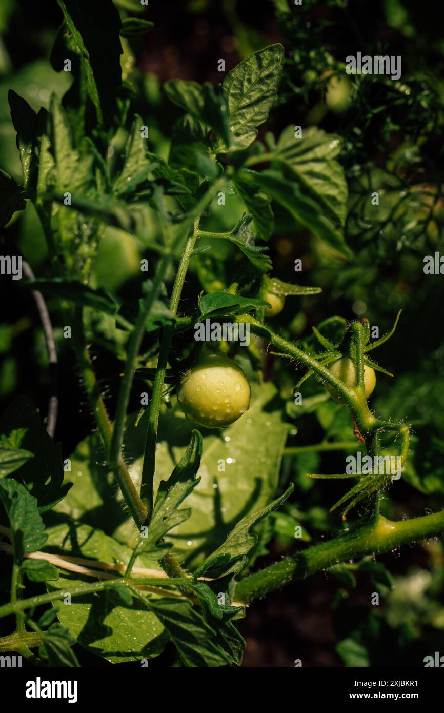 Unreife grüne Tomate mit Wassertröpfchen auf der Pflanze Stockfoto