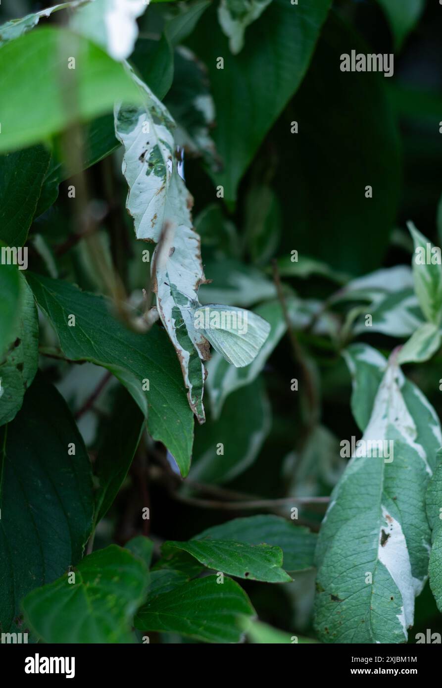 Tarnschmetterling, der sich in der Natur versteckt. Stockfoto