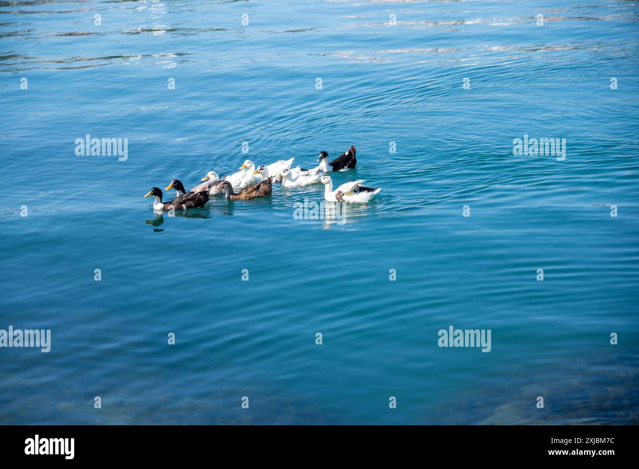 Enten schwimmen friedlich auf einem klaren, blauen See, erzeugen Wellen auf der Wasseroberfläche und zeigen die Schönheit und Gelassenheit der aquatischen Tierwelt in ihrem Stockfoto