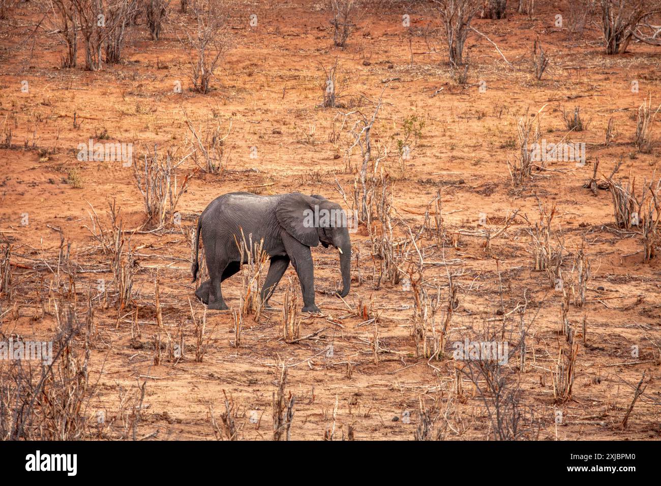 Elefantenbaby auf trockenem Land, extreme Dürreeffekte der globalen Erwärmung, im okavango-Delta Stockfoto