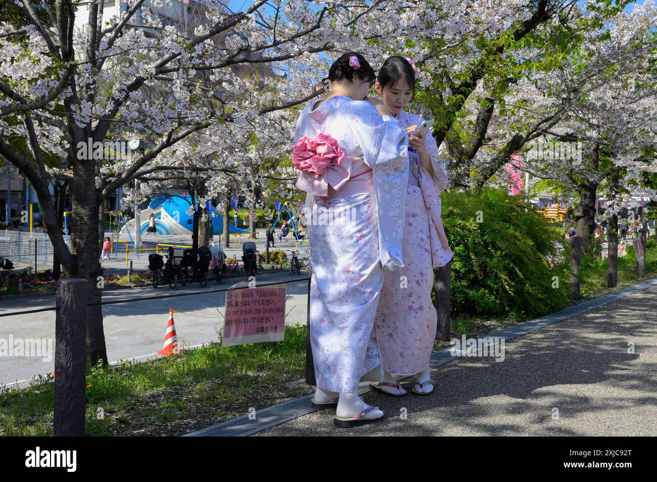 Sumida Park während der schönen Kirschblüten Saison, Tokyo Asakusa JP Stockfoto