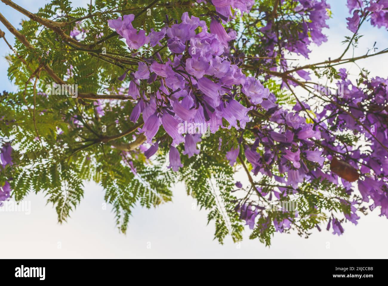 Wunderschöner blühender Jacaranda-Baum. Blauviolette Blüten und farnähnliches Laub aus nächster Nähe mit einem bewölkten Himmel im Hintergrund Stockfoto