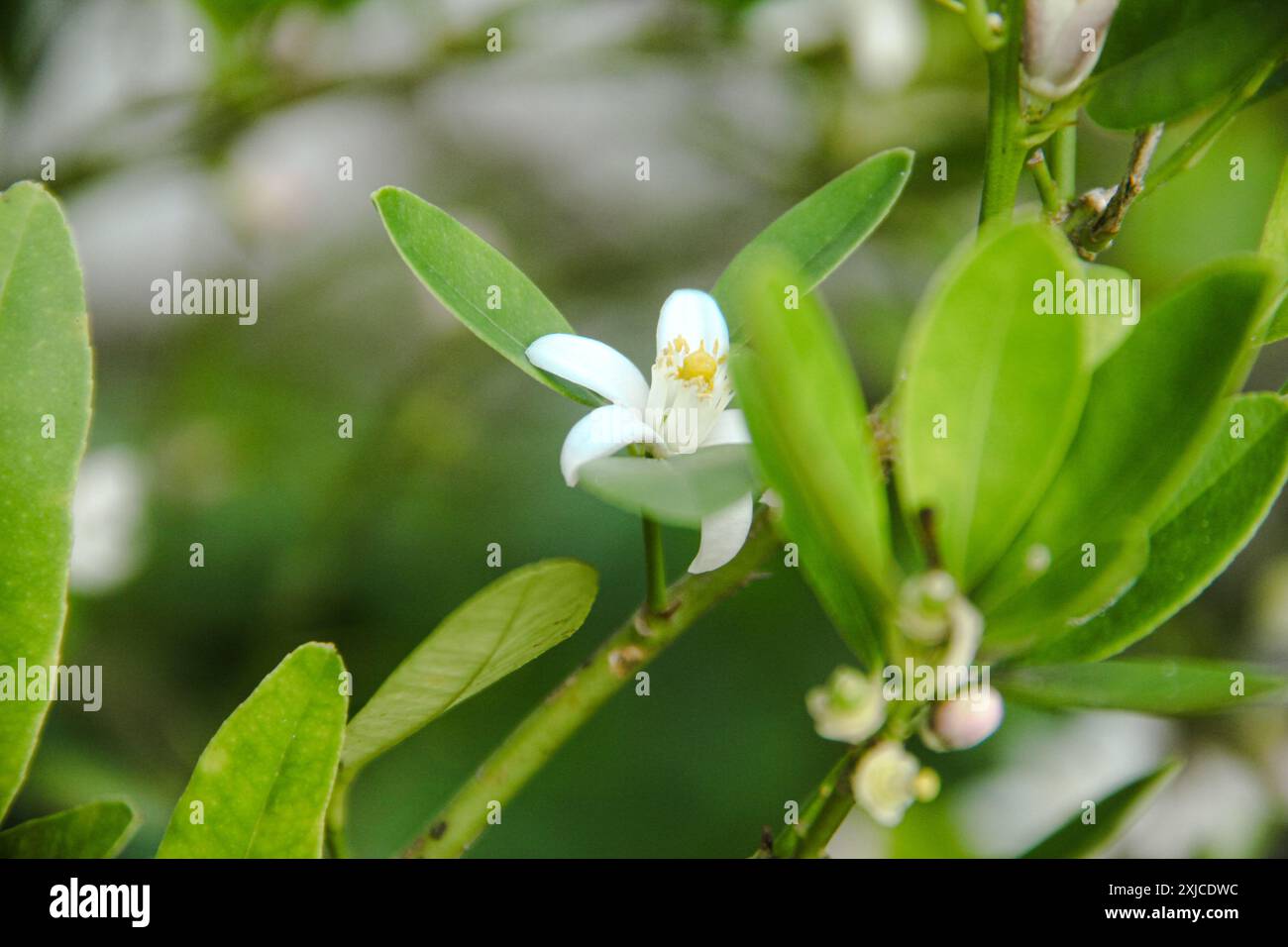 Weiße Blüten aus den Blütenstempeln der Limetten, die blühen und bereit sind, frische Limettenfrüchte zu werden Stockfoto