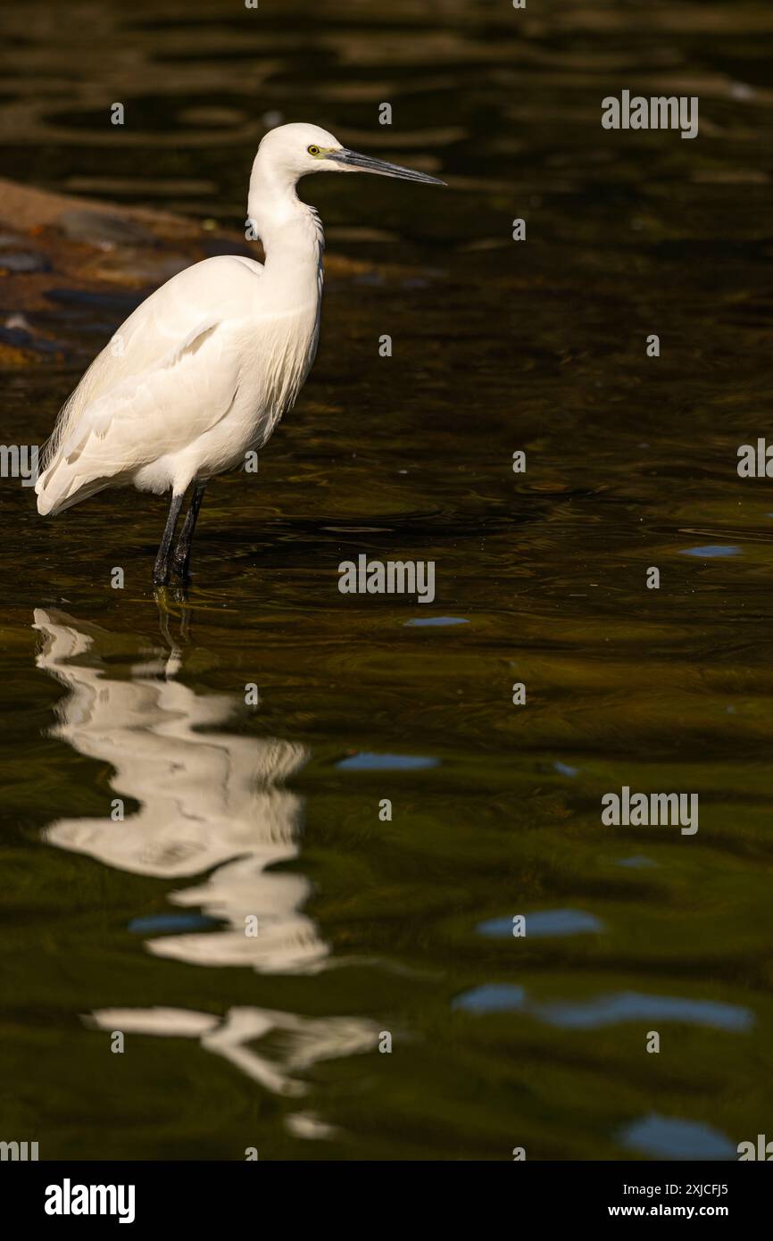 Kleiner Reiher (Egretta garzetta) auf flachem Wasser. Benalmadena, Provinz Malaga, Andalusien, Spanien. Stockfoto