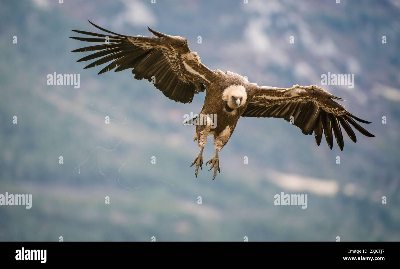 Gyps fulvis landet auf einem nahegelegenen Kadaver mit seiner großen Flügelspannweite, wo bereits andere Plünderer fressen. Stockfoto