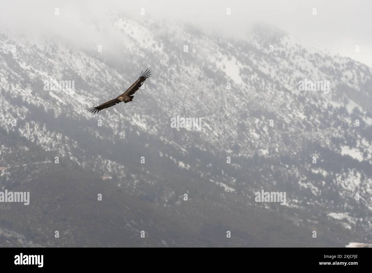 Gyps fulvus (Gyps fulvus) fliegt mit einem leichten schneebedeckten Berg im Hintergrund. Pyrenäen, Katalonien, Spanien. Stockfoto