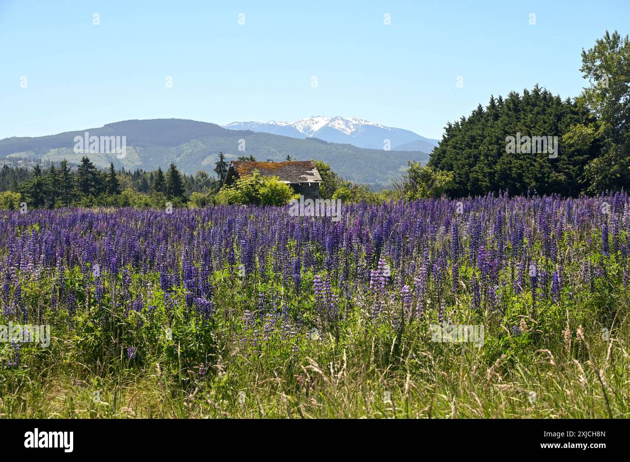 Schöne helle violette Lupinen auf einem Feld. Die Olympischen Berge im Hintergrund. Sequim, Washington. Stockfoto