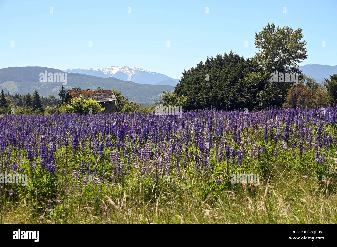 Schöne helle violette Lupinen auf einem Feld. Die Olympischen Berge im Hintergrund. Sequim, Washington. Stockfoto