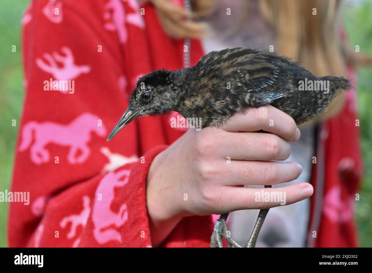 14. Juli 2024, Brandenburg, Angermünde: Eine junge Wasserbahn (Rallus aquaticus) ist beim Vogelklingeln im NABU Naturerlebniszentrum Blumberger Mühle zu sehen. Während einer öffentlichen Vogelklingveranstaltung in den Gewässern des NABU Nature Experience Center konnten interessierte Besucher heute Morgen Vögel aus den Schilfbeeten aus nächster Nähe beobachten. Hier werden zwei Mal im Jahr Vögel mit speziellen Netzen und Fallen gefangen. Die Art der gefangenen Vögel wurde bestimmt, sie wurden gemessen und gewogen und mit einem Ring zur Erkennung versehen. Nach einer kurzen Stressphase konnten die Vögel wieder in die W fliegen Stockfoto