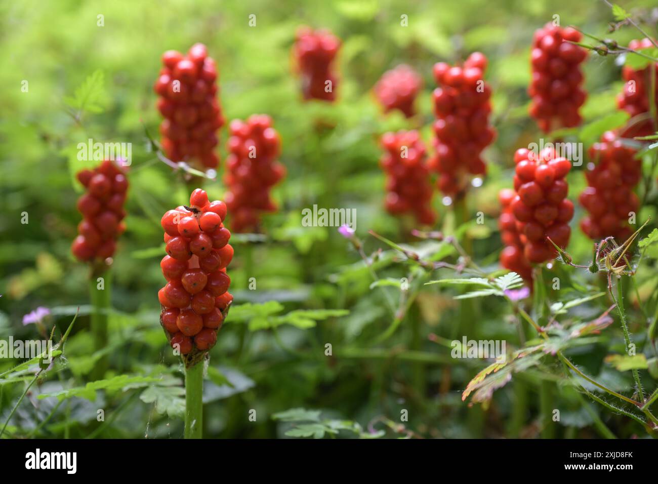 Gruppe von Arum maculatum-Fruchtpflanzen mit Gruppen roter Beeren, die auf einer grünen Waldwiese wachsen, giftige mehrjährige Wildpflanze, ausgewählt Stockfoto
