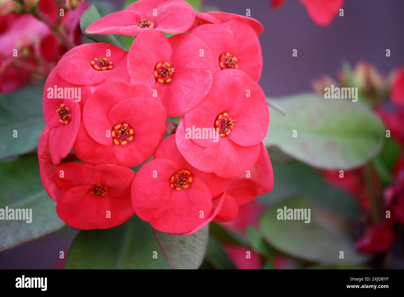 Dornenkrone (Euphorbia milii) in Blüte mit rosa-roten Blüten : (Bild Sanjiv Shukla) Stockfoto