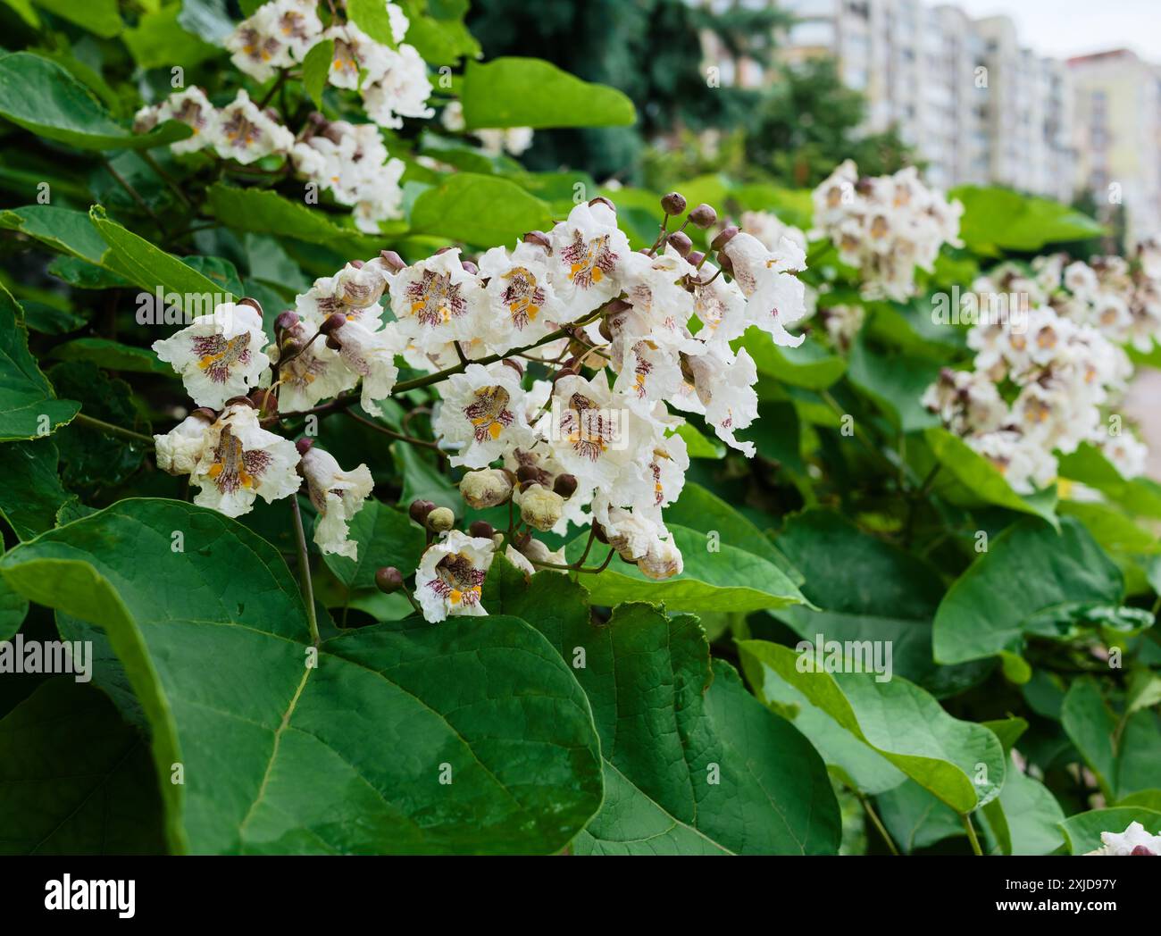 Nahaufnahme eines blühenden Katalpa-Baumes nach Regen in der Stadt. Stockfoto