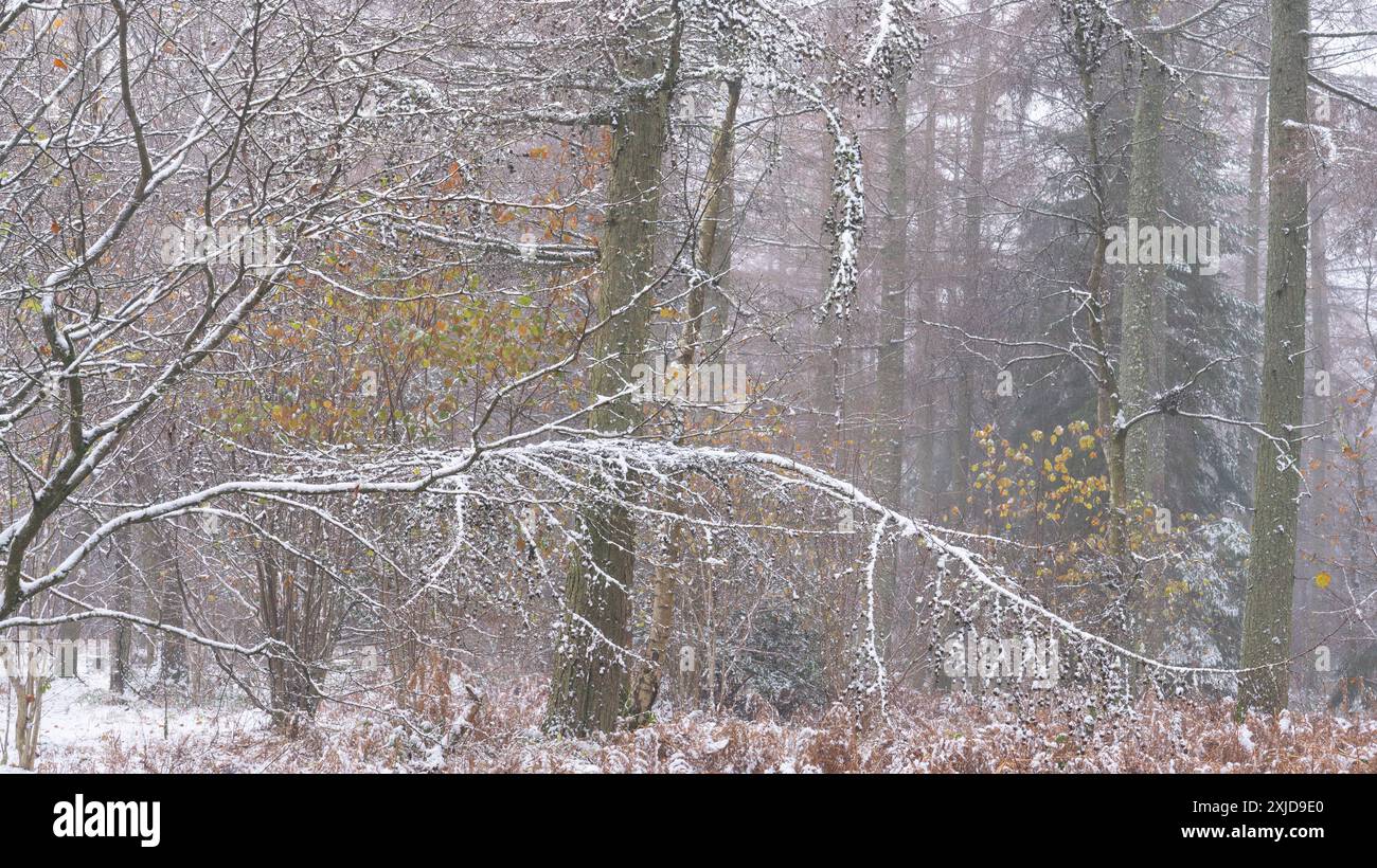 Mischwald in Mortimer Forest, Ludlow, Shropshire, Großbritannien Stockfoto