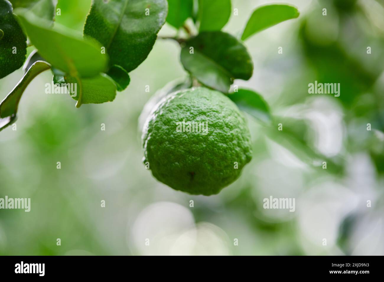 Grüne Kaffir-Limettenfrucht auf Baumzweig Stockfoto