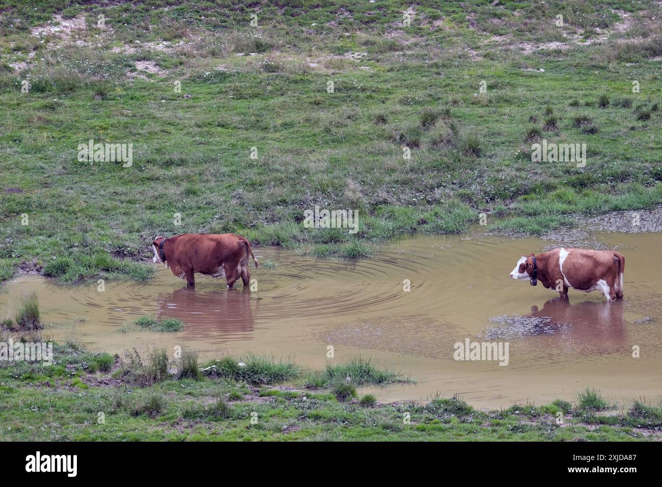 Kühe weiden frei auf dem Plateau Marcesina in der Provinz Vicenza in italien Stockfoto
