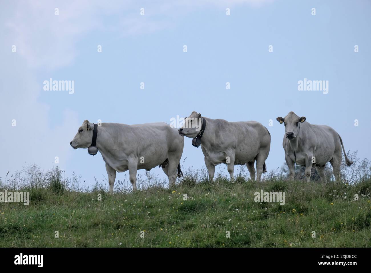 Kühe weiden frei auf dem Plateau Marcesina in der Provinz Vicenza in italien Stockfoto