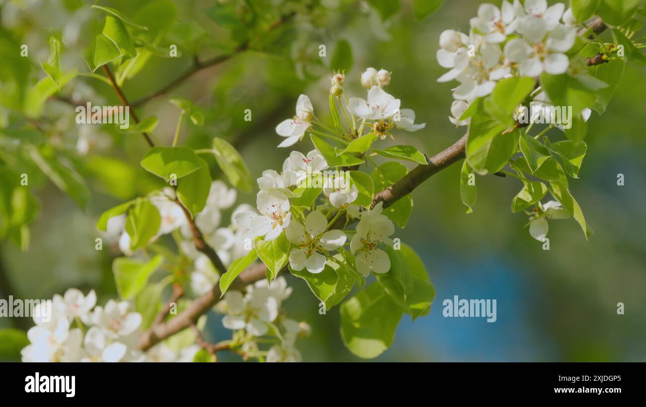 Gimbal Stabilisieren. Weiße Birnenblüte blüht in Einem Garten. Birnenbaum Im Frühling. Wunderschöner Zweig Am Frühlingstag. Blütenbirne Weiß Blumenbaum Stockfoto