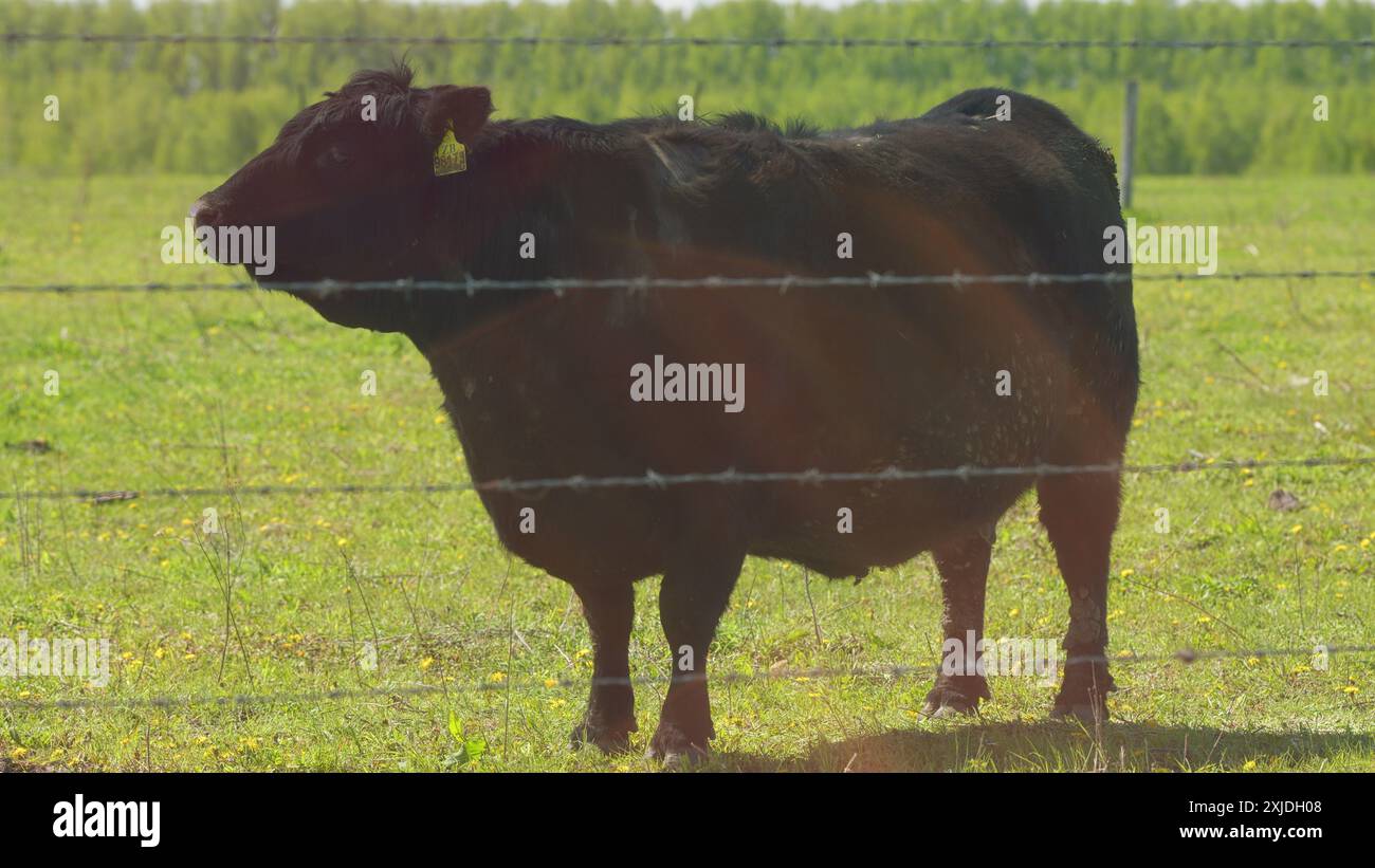 Steadicam Shot. Junge Schwarze Angus-Kuh Auf Weiden. Schwarze Angus-Kühe Als Herde. Sonnenuntergang Auf Dem Land. Rinderkühe und Kälber, die auf Gras auf Einer Rinderkuh grasen Stockfoto