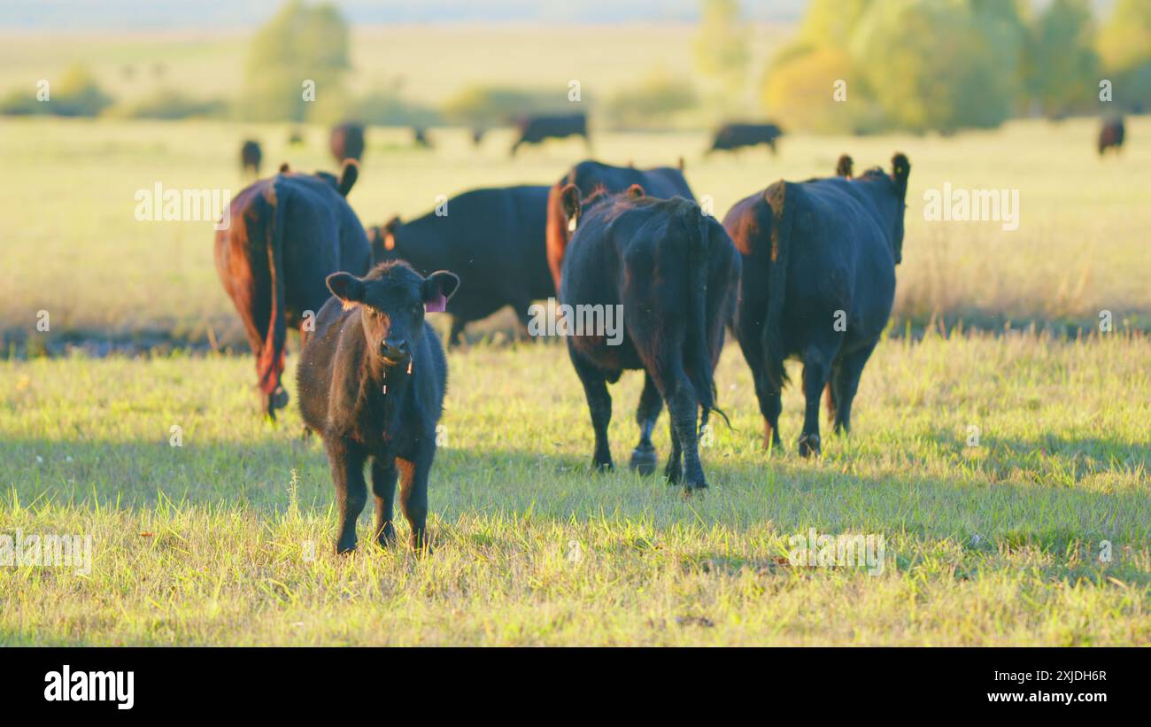 Statische Ansicht. Kühe weiden auf der Wiese. Angus-Kühe stochen auf der Wiese herum. Black angus Rinder. Stockfoto
