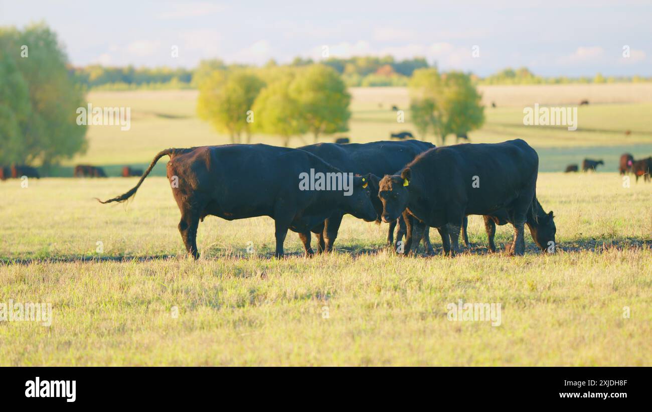 Statische Ansicht. Schwarze angus-Kühe stehen auf der Weide. Schwarze Kuh weidet auf einer Sommerweide. Stockfoto