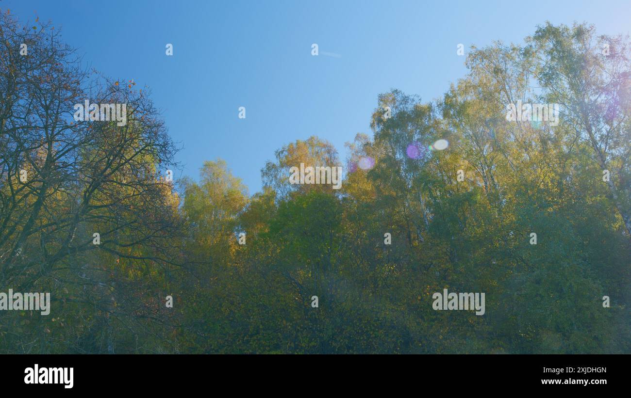 Echtzeit. Gelbe Blätter in der oktobersaison Sonne am blauen Himmel. Schöner, sonniger Herbst im Park. Stockfoto
