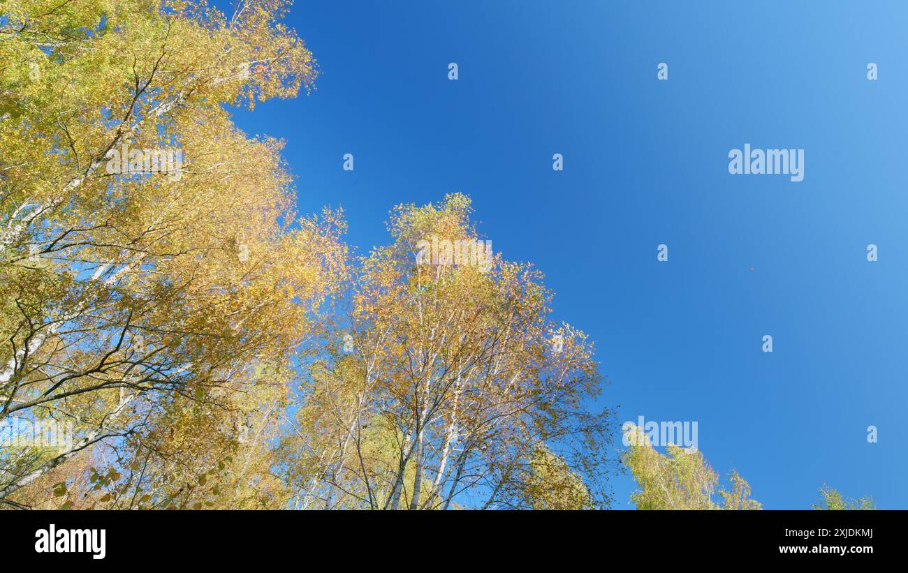 Flachwinkelansicht. Herbstlaub auf Baumkronen. Hellorange Blätter von Herbstbäumen. Baumspitzen im Herbst. Stockfoto