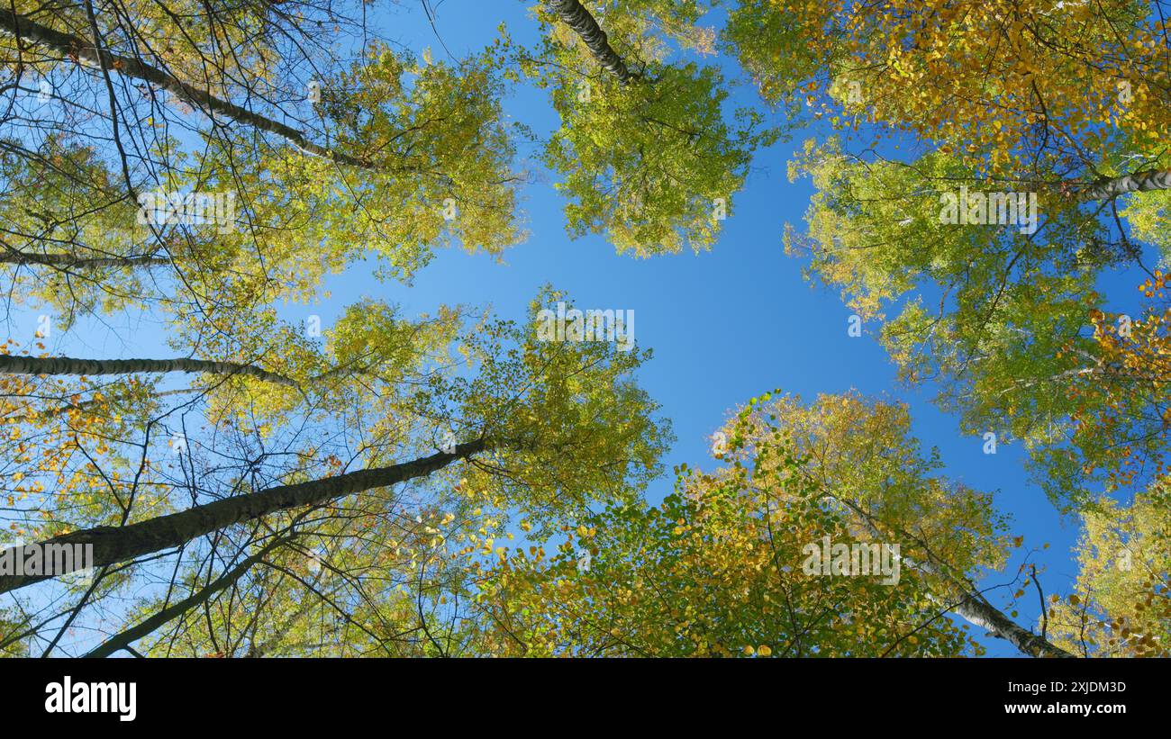 Weitsicht. Herbst Hintergrund. Baumkronen in voller Herbstfarbe. Gelbe Herbstblätter vor blauem Himmel. Stockfoto