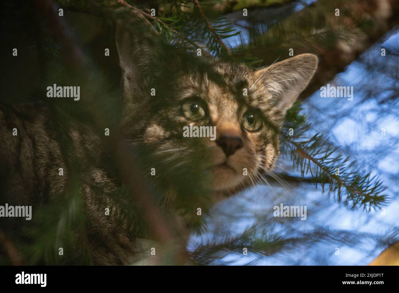 Wildcats im Highland Wildlife Park in Kingussie, Schottland, am 11. Oktober 2023. Die Katzen sind im Park zu sehen und werden auch in Gefangenschaft gezüchtet, um in den Cairngorms National Park zu gelangen. Stockfoto