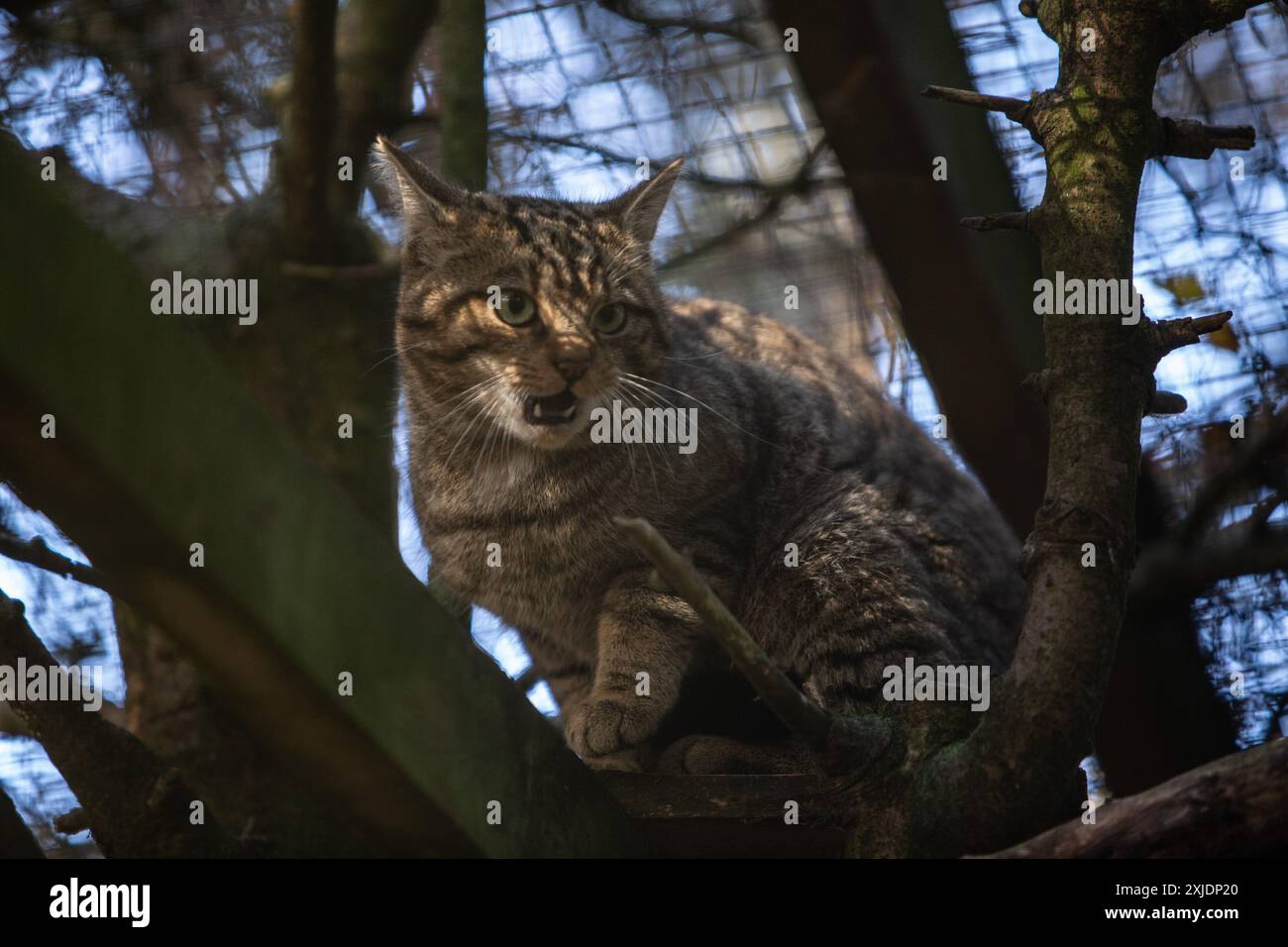 Wildcats im Highland Wildlife Park in Kingussie, Schottland, am 11. Oktober 2023. Die Katzen sind im Park zu sehen und werden auch in Gefangenschaft gezüchtet, um in den Cairngorms National Park zu gelangen. Stockfoto