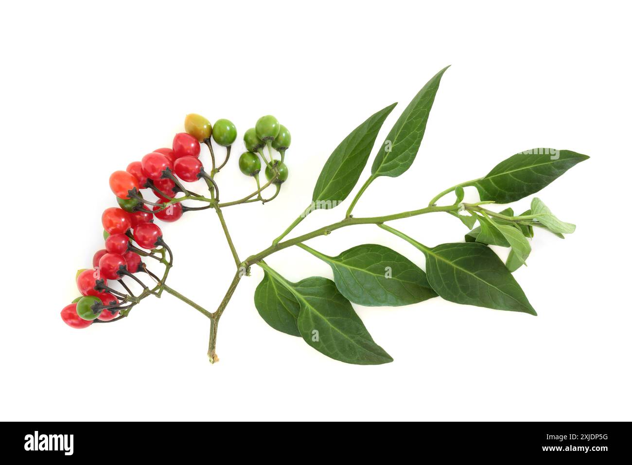 Tödlicher Nachtschatten atropa belladonna Blattzweig mit roten Beeren auf weißer, giftiger Pflanze, die in der Kräutermedizin unter professioneller Pflege verwendet wird. Stockfoto
