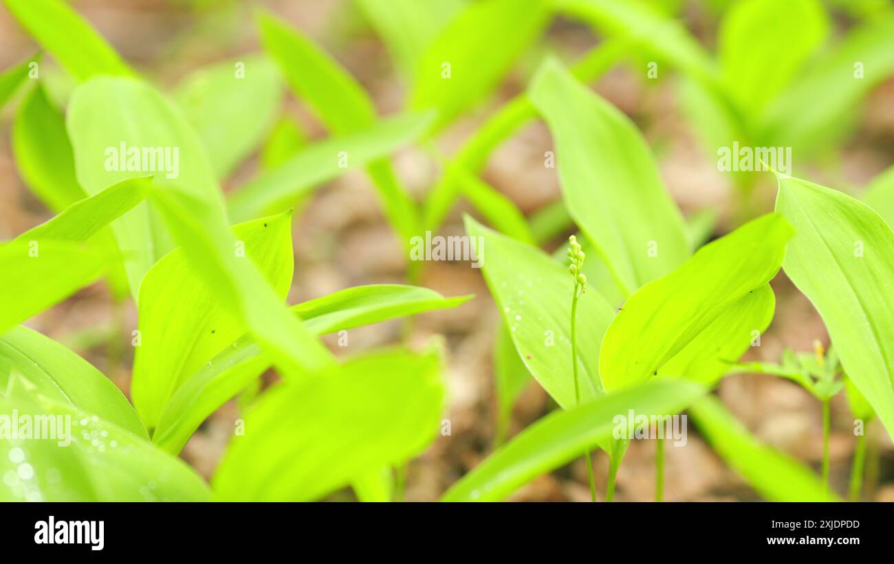 Nahaufnahme. Frühling in Europa. Lily of the Valley Blütenknospen im Frühfrühlingswald zwischen grünen Blättern. Stockfoto