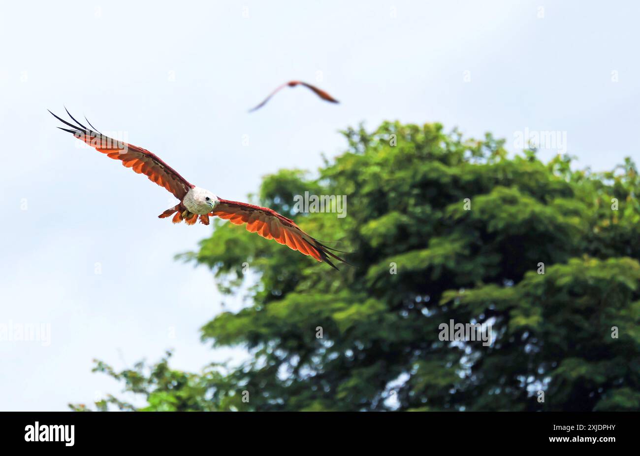 Nahaufnahme eines Red Hawk oder Brahminy Kite, der über den Welu River in Bang Chan, Chanthaburi, Thailand fliegt Stockfoto