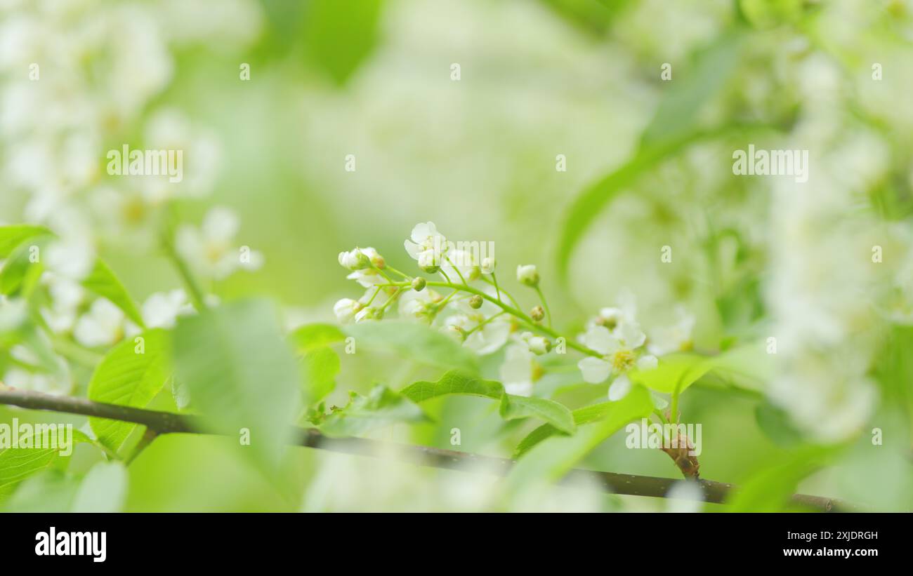Zeitlupe. Blühende Vogelkirsche oder Mayday-Baumzweige. Schöne weiße Knospen und Blüten. Frühlingsblüte. Stockfoto