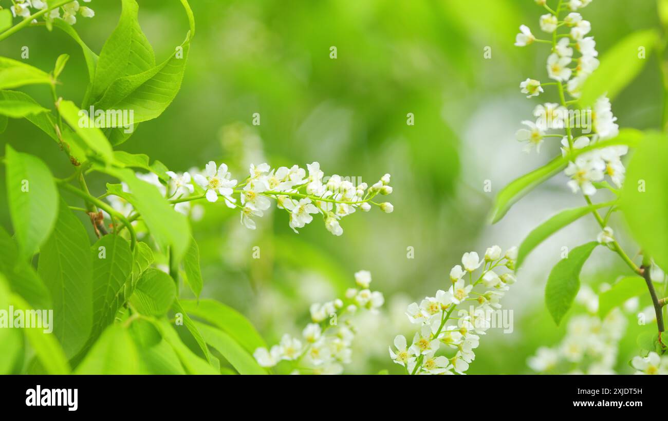 Zeitlupe. Hackberry oder Heidelbeere und prunus padus oder Mayday Tree. Blühende Pflanze in der Rosenfamilie. Stockfoto