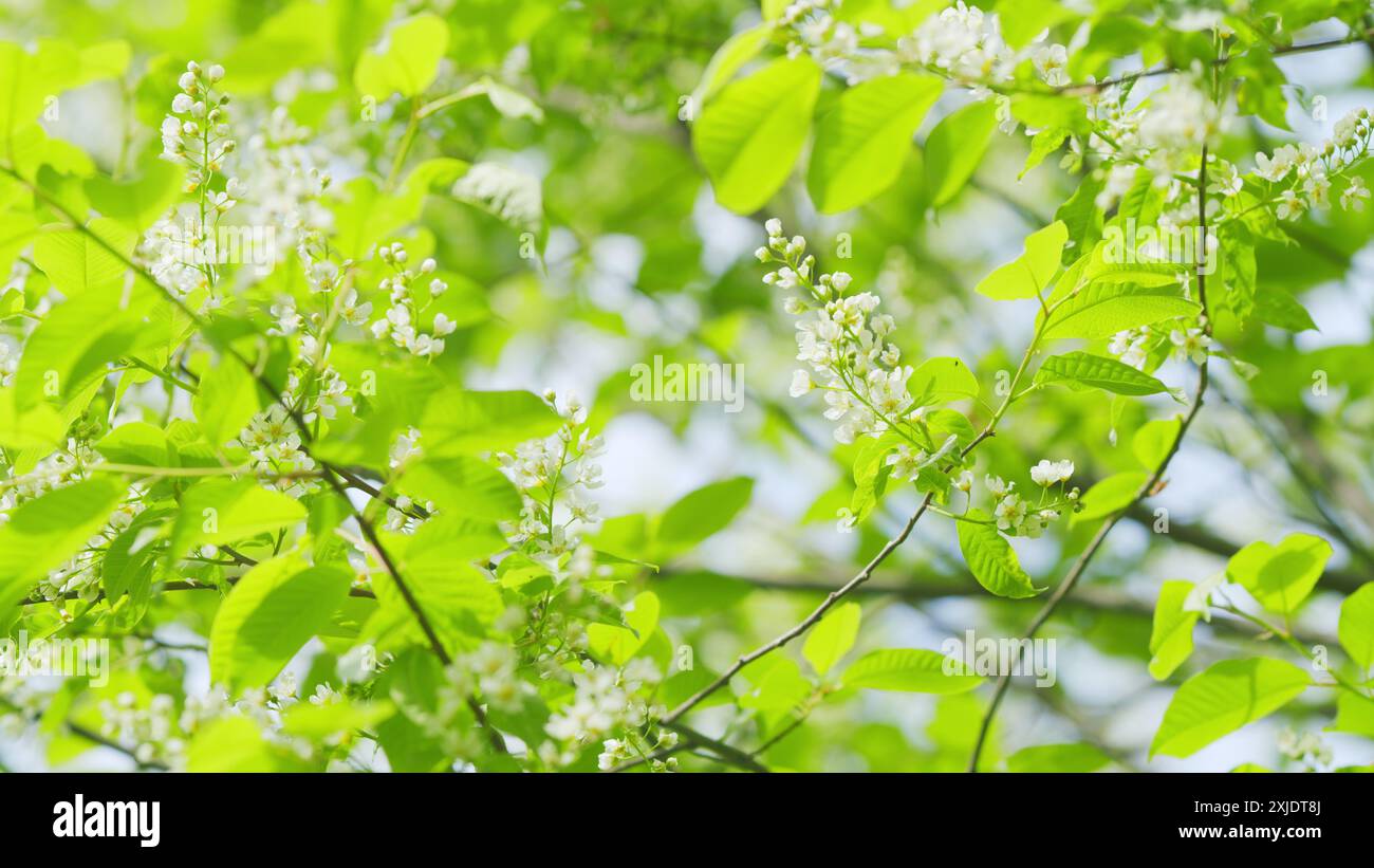 Zeitlupe. Blühender Vogelkirschbaum oder prunus padus. Arten der Subgenus padus, die Blüten in Rassimen haben. Stockfoto